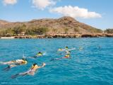 dolphin star oahu